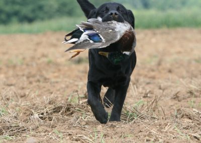 dog hunting a duck