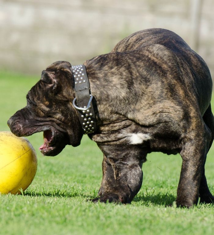 dog playing with the ball