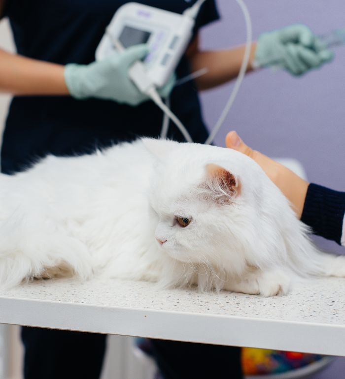 In a modern veterinary clinic, a thoroughbred cat is examined and treated on the table. veterinary clinic.