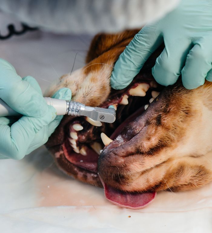 A beautiful thoroughbred dog is given dental cleaning and dental procedures in a modern veterinary clinic.