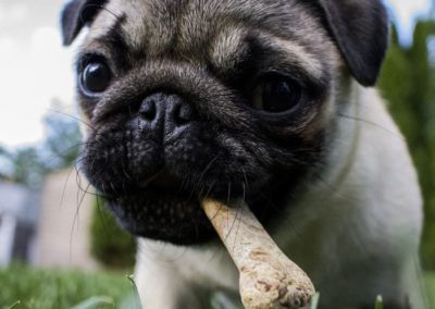 puppy with the bone in its mouth