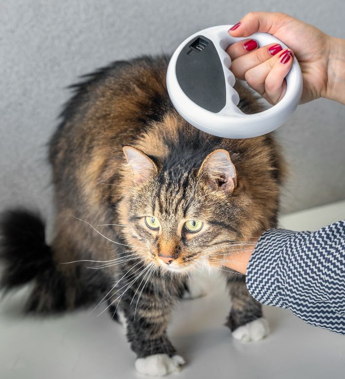 Vet checks the microchip on a cat with microchip scanner