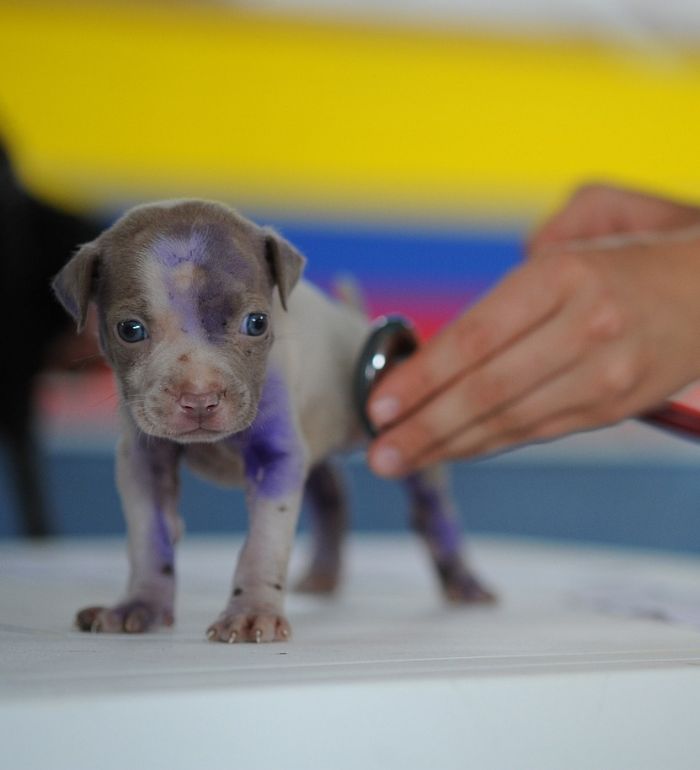 veterinarian examining puppy