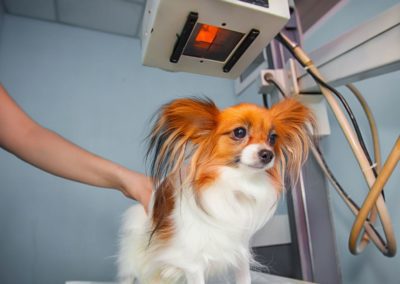 Dog receiving x-ray at vet