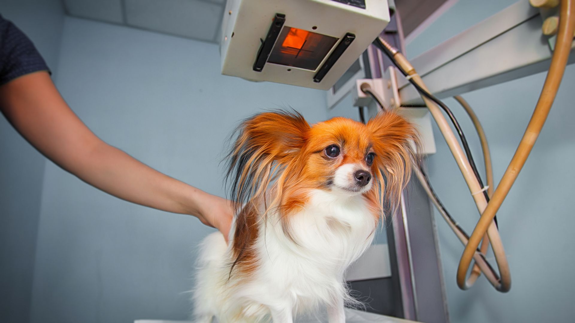 Dog receiving an x-ray at a veterinary clinic. doctor examining dog in x-ray room.