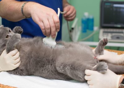 vet ultrasound on cat in clinic